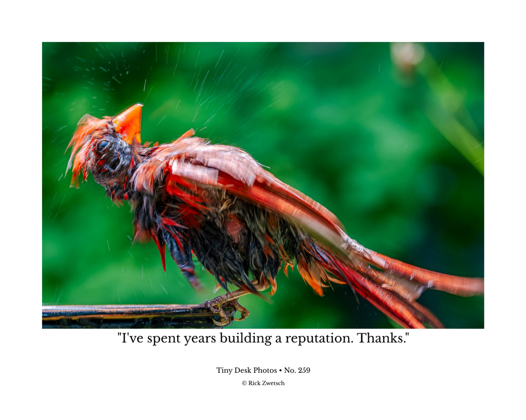 Northern Cardinal Wildlife Photography Print | Tiny Desk Photos No. 259