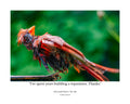 Northern Cardinal Wildlife Photography Print | Tiny Desk Photos No. 259