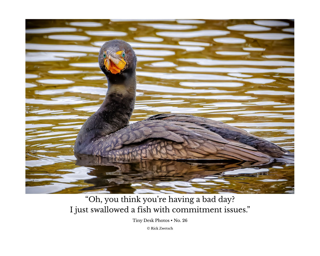 Double-crested Cormorant Wildlife Photography Print | Tiny Desk Photos No. 26