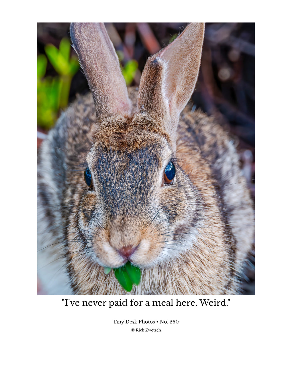 Eastern Cottontail Rabbit Wildlife Photography Print | Tiny Desk Photos No. 260