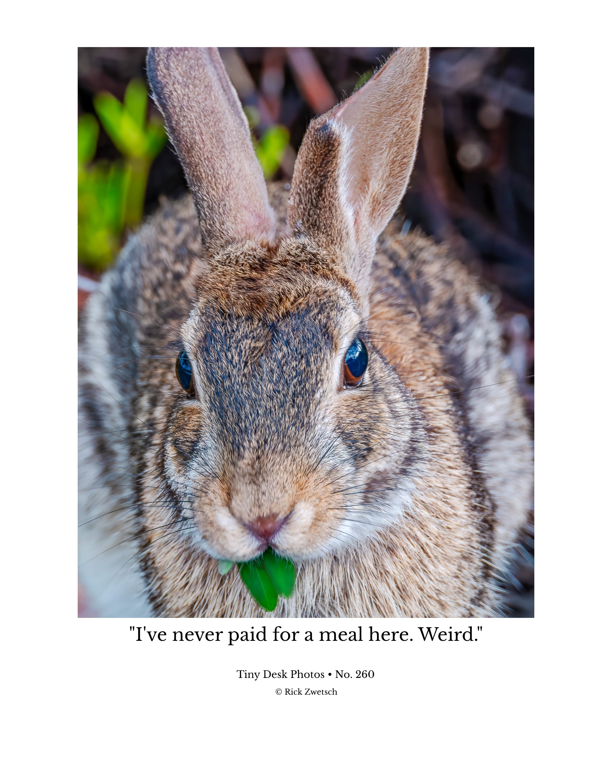 Eastern Cottontail Rabbit Wildlife Photography Print | Tiny Desk Photos No. 260