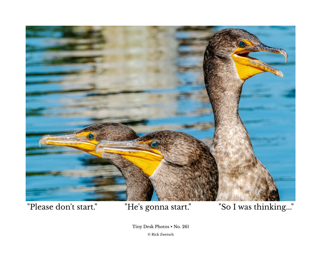 Double-crested Cormorant Wildlife Photography Print | Tiny Desk Photos No. 261