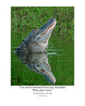 American Alligator Wildlife Photography Print | Tiny Desk Photos No. 262