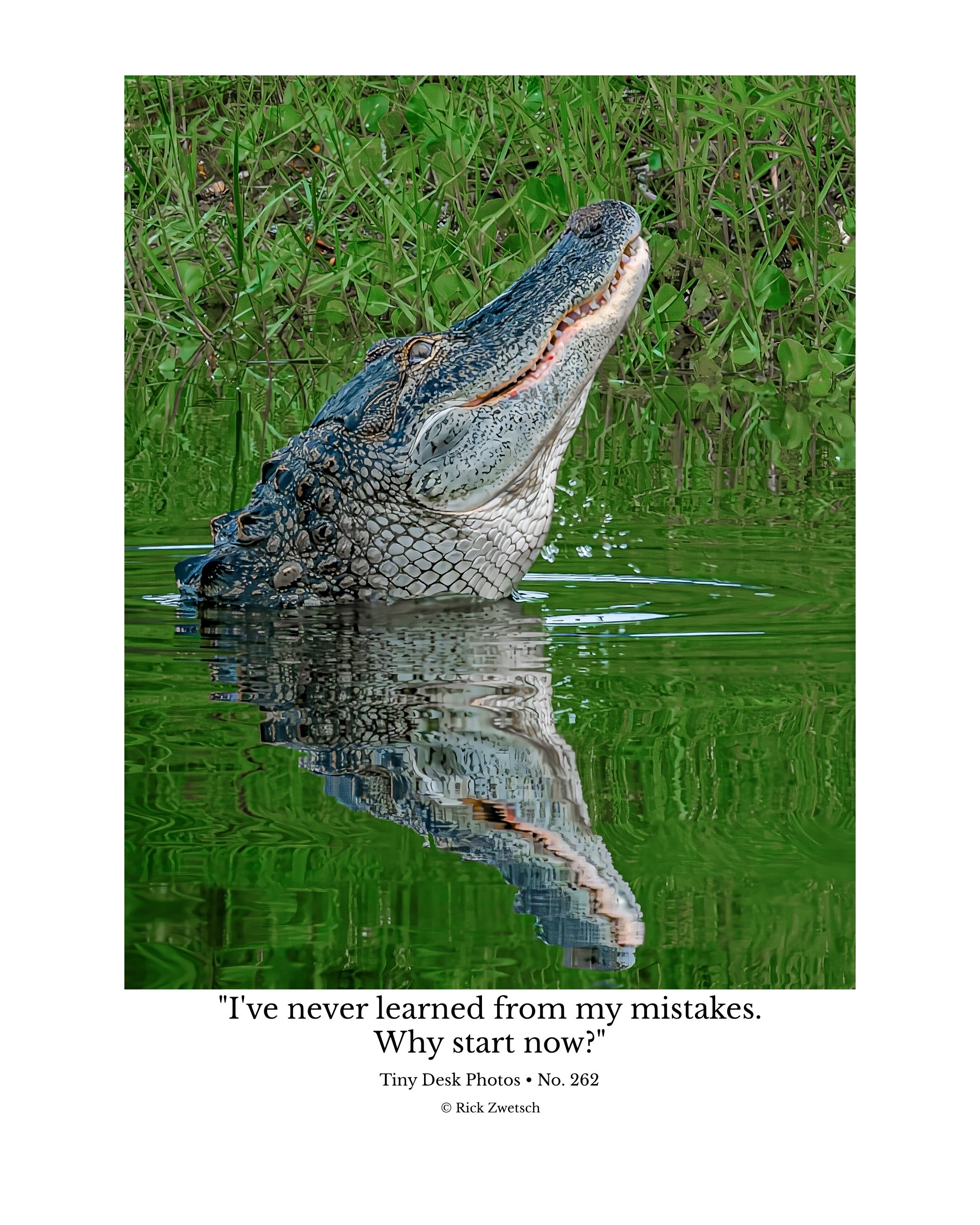 American Alligator Wildlife Photography Print | Tiny Desk Photos No. 262