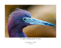 Little Blue Heron Wildlife Photography Print | Tiny Desk Photos No. 263