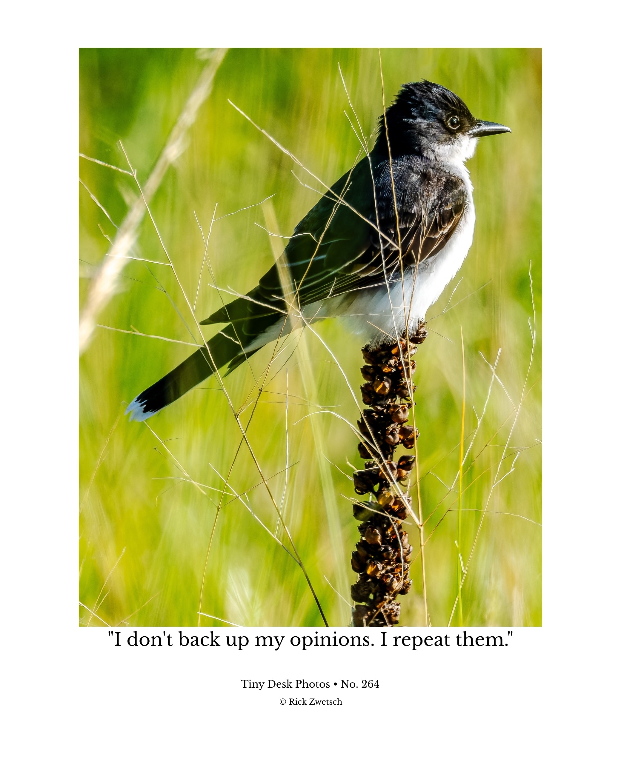Eastern Kingbird Wildlife Photography Print | Tiny Desk Photos No. 264