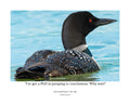 Common Loon Wildlife Photography Print | Tiny Desk Photos No. 265