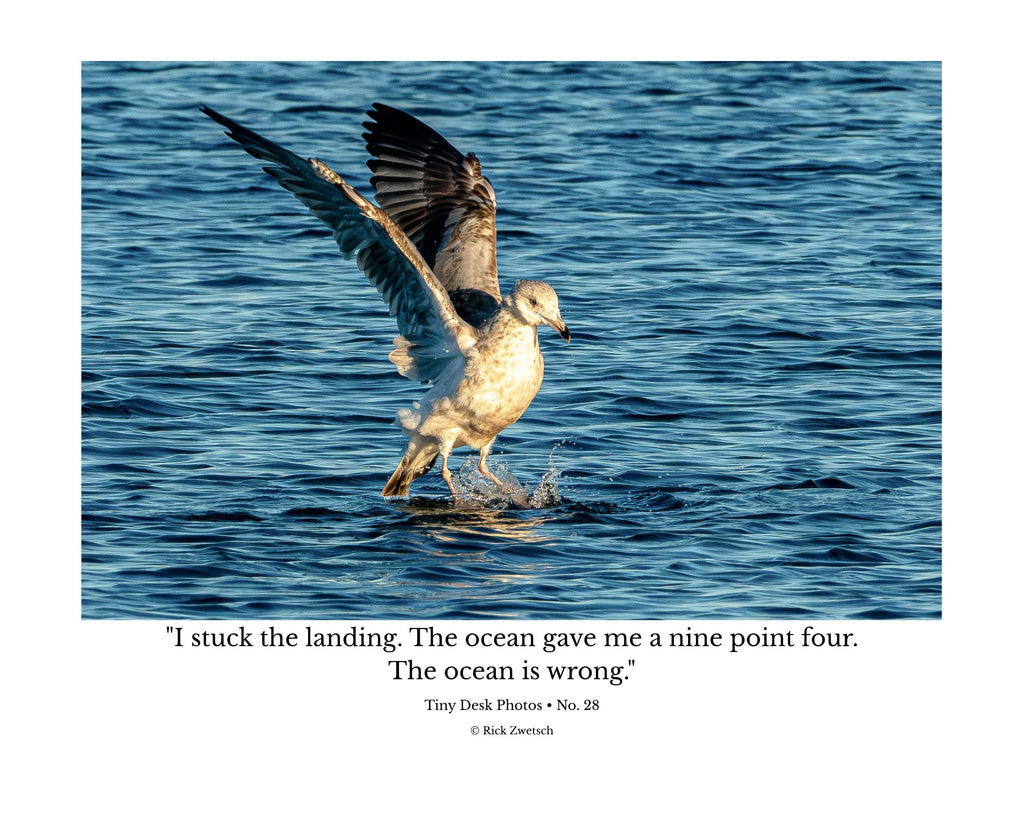 Ring-billed Gull Water Landing Wildlife Photography Print | Tiny Desk Photos No. 28