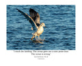 Ring-billed Gull Water Landing Wildlife Photography Print | Tiny Desk Photos No. 28