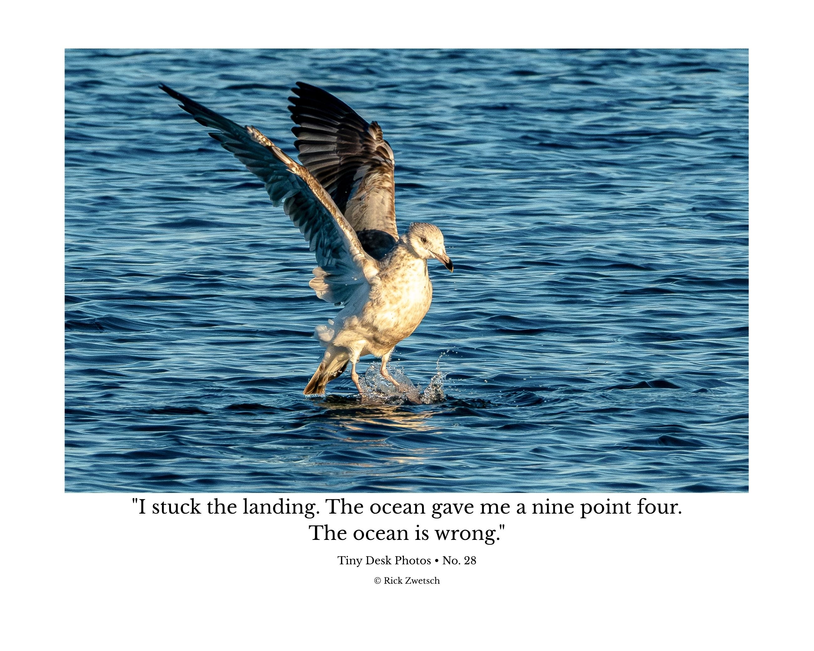 Ring-billed Gull Water Landing Wildlife Photography Print | Tiny Desk Photos No. 28