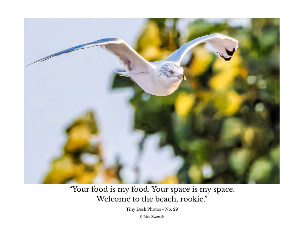 Ring-billed Gull In Flight Wildlife Photography Print | Tiny Desk Photos No. 29