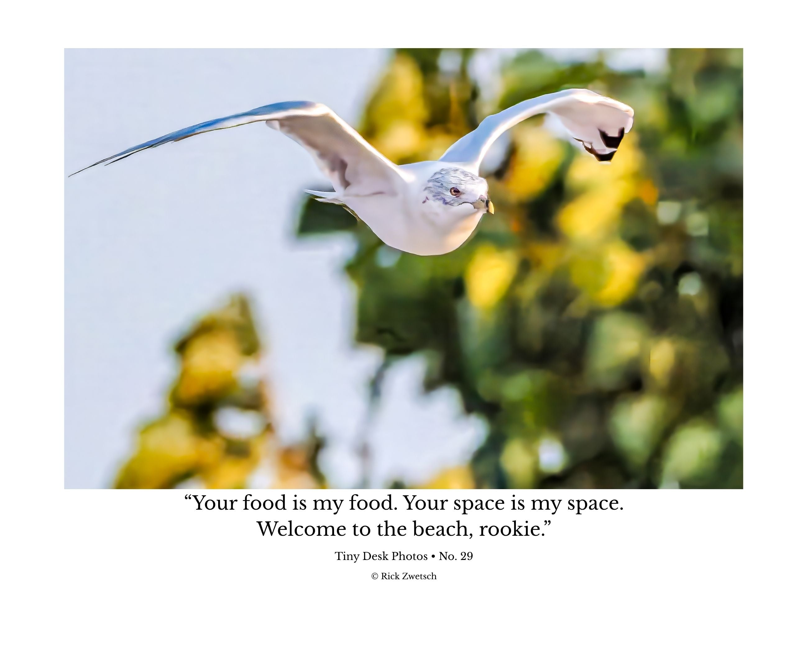Ring-billed Gull In Flight Wildlife Photography Print | Tiny Desk Photos No. 29