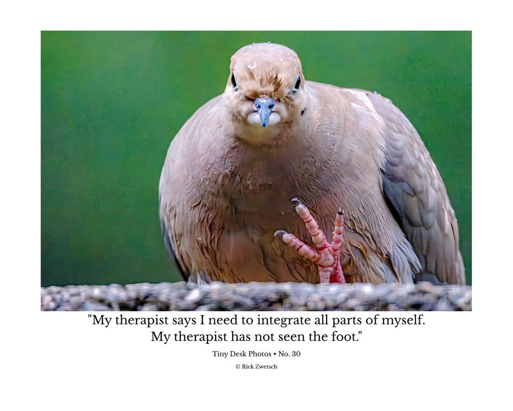 Eurasian Collared-Dove Wildlife Photography Print | Tiny Desk Photos No. 30