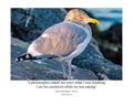 Ring-billed Gull Rock Perch Wildlife Photography Print | Tiny Desk Photos No. 31