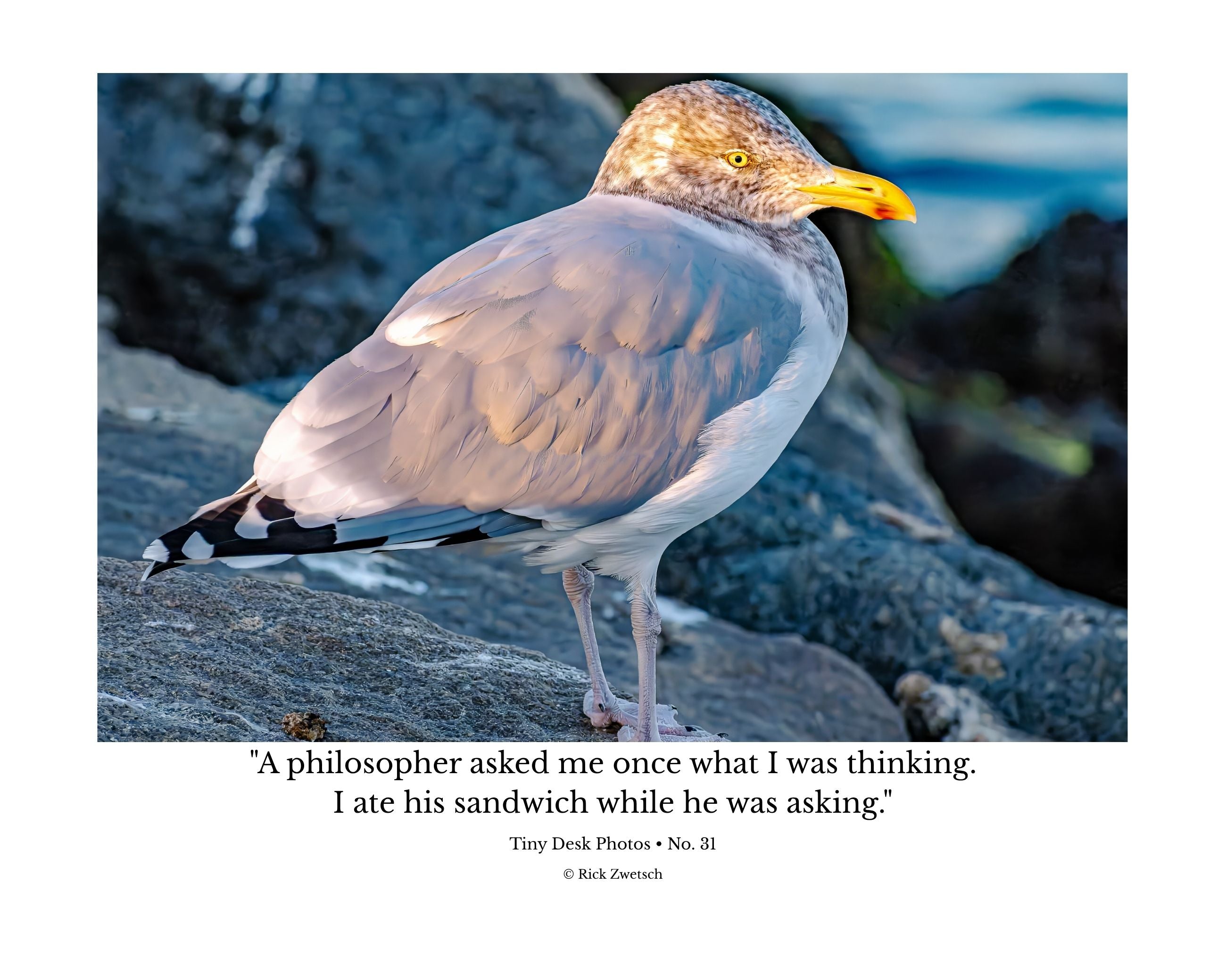 Ring-billed Gull Rock Perch Wildlife Photography Print | Tiny Desk Photos No. 31