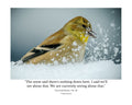American Goldfinch Snow Wildlife Photography Print | Tiny Desk Photos No. 32