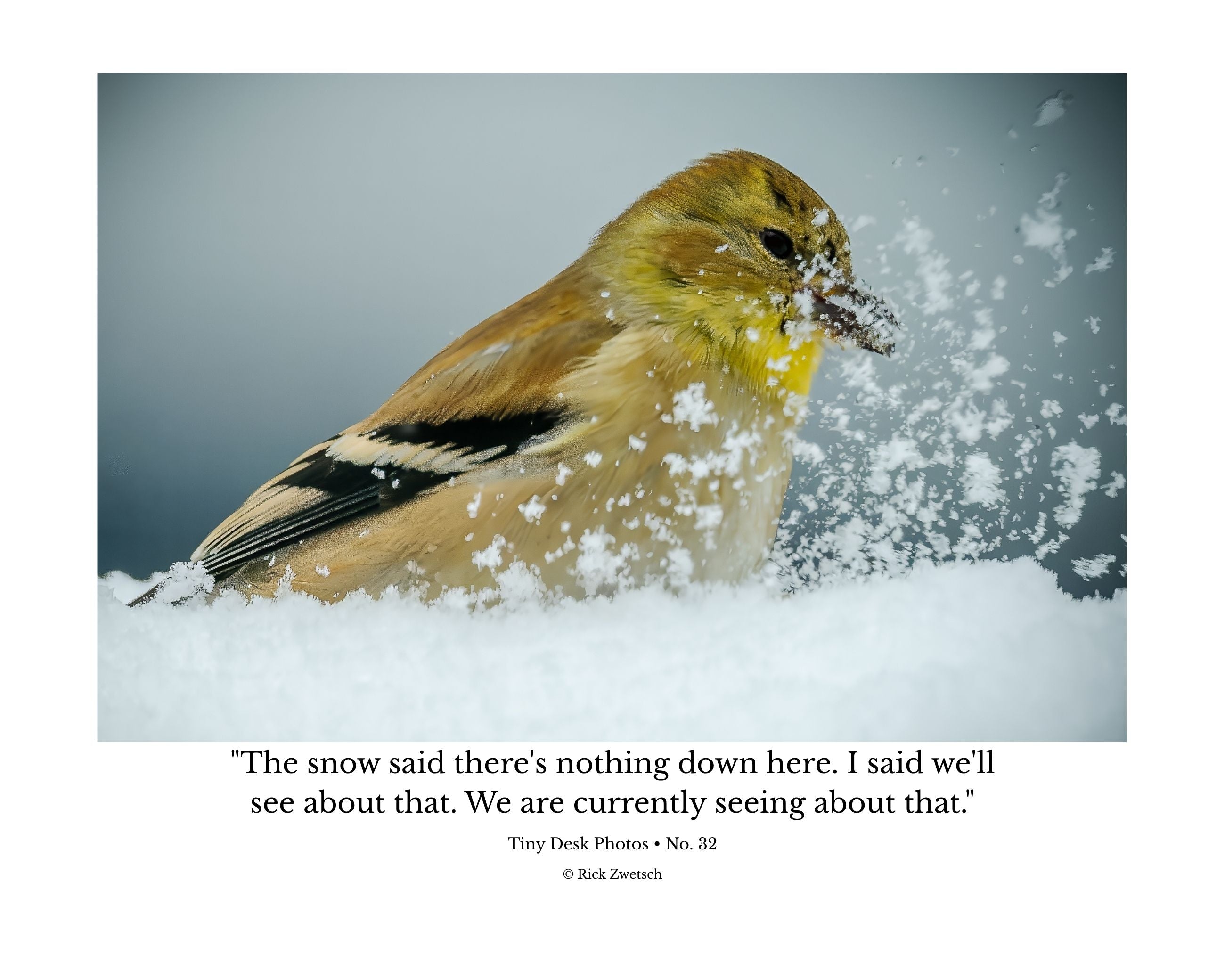 American Goldfinch Snow Wildlife Photography Print | Tiny Desk Photos No. 32