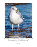 Ring-billed Gull Shoreline Portrait Wildlife Photography Print | Tiny Desk Photos No. 33