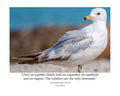 Ring-billed Gull Beach Profile Wildlife Photography Print | Tiny Desk Photos No. 34