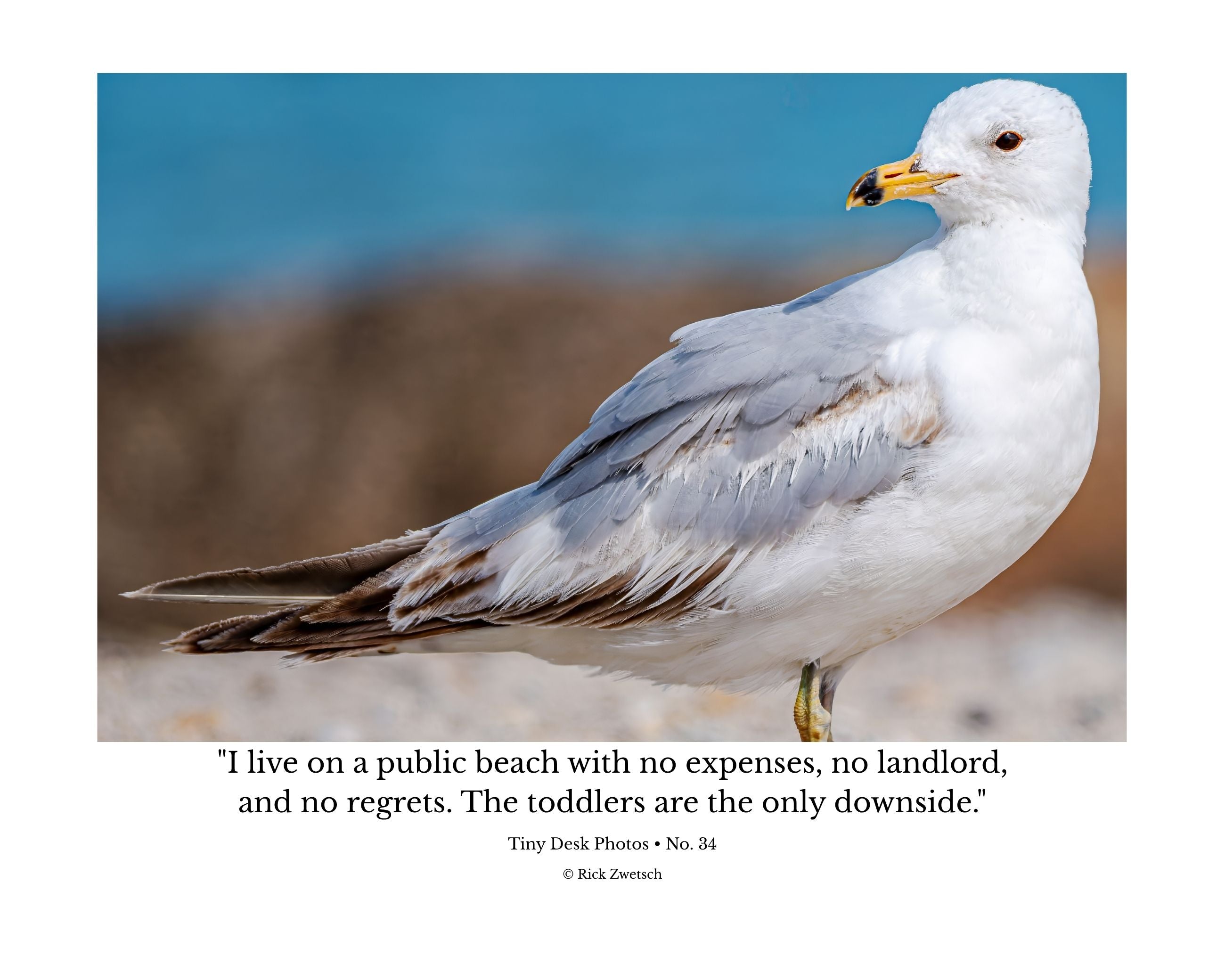 Ring-billed Gull Beach Profile Wildlife Photography Print | Tiny Desk Photos No. 34