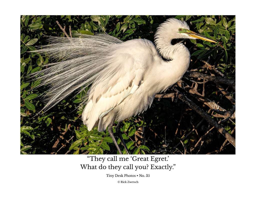 Great Egret Breeding Plumage Wildlife Photography Print | Tiny Desk Photos No. 35