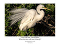 Great Egret Breeding Plumage Wildlife Photography Print | Tiny Desk Photos No. 35
