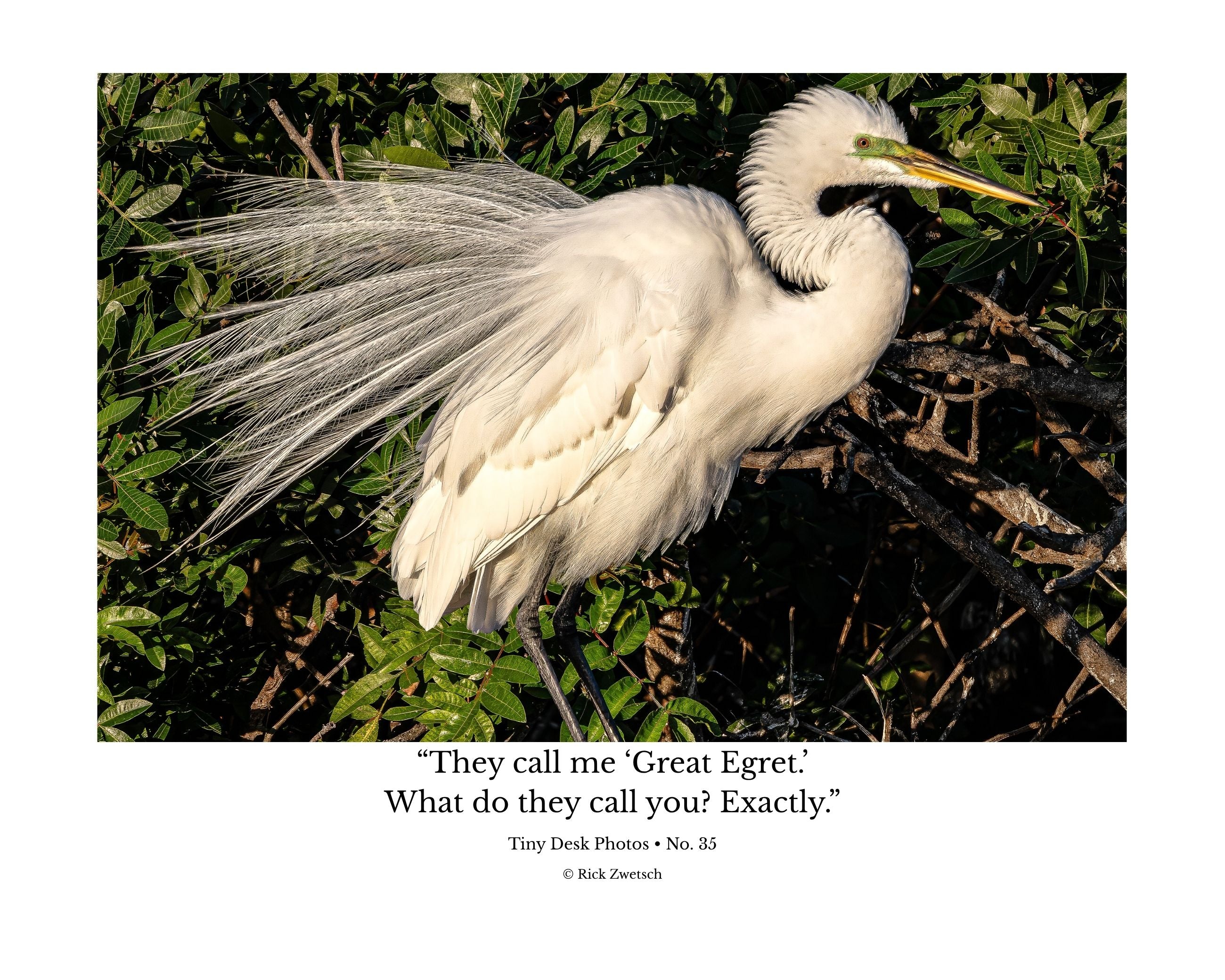 Great Egret Breeding Plumage Wildlife Photography Print | Tiny Desk Photos No. 35