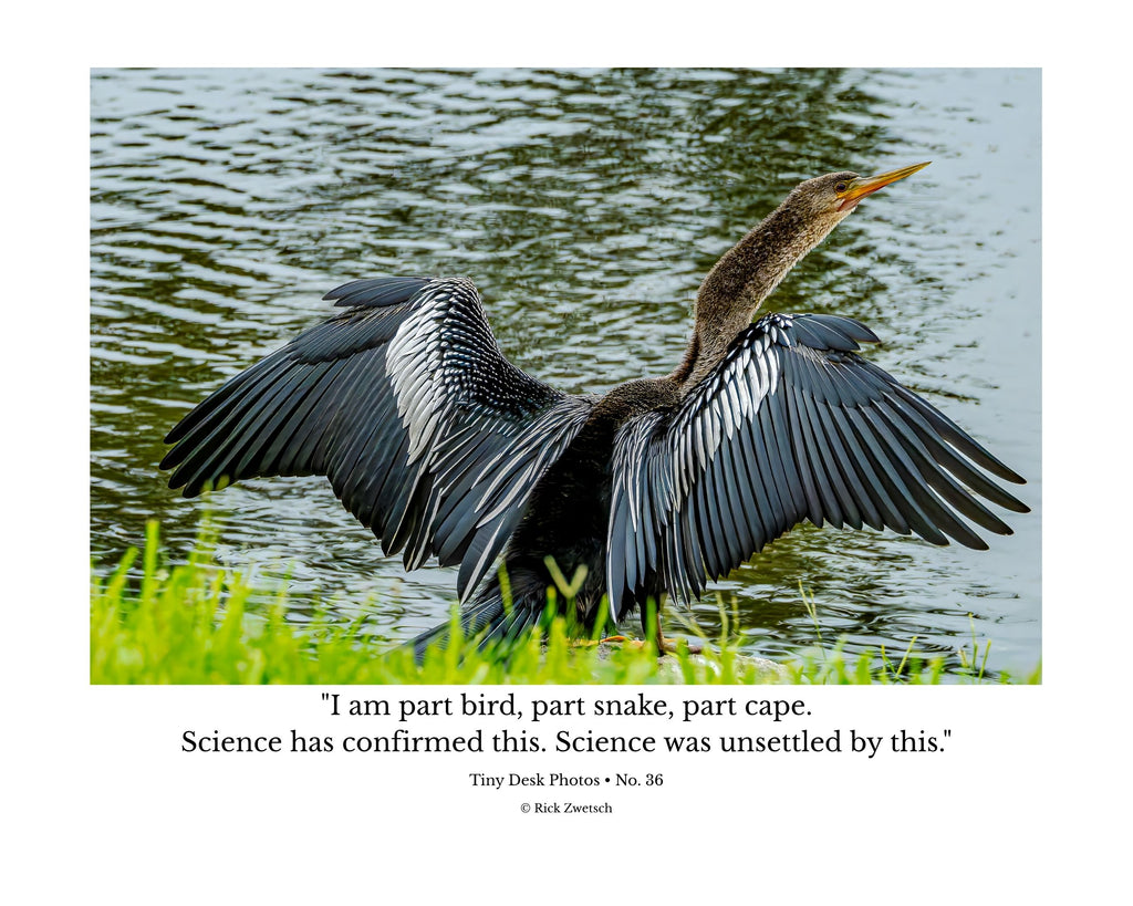 Anhinga Wings Spread Wildlife Photography Print | Tiny Desk Photos No. 36