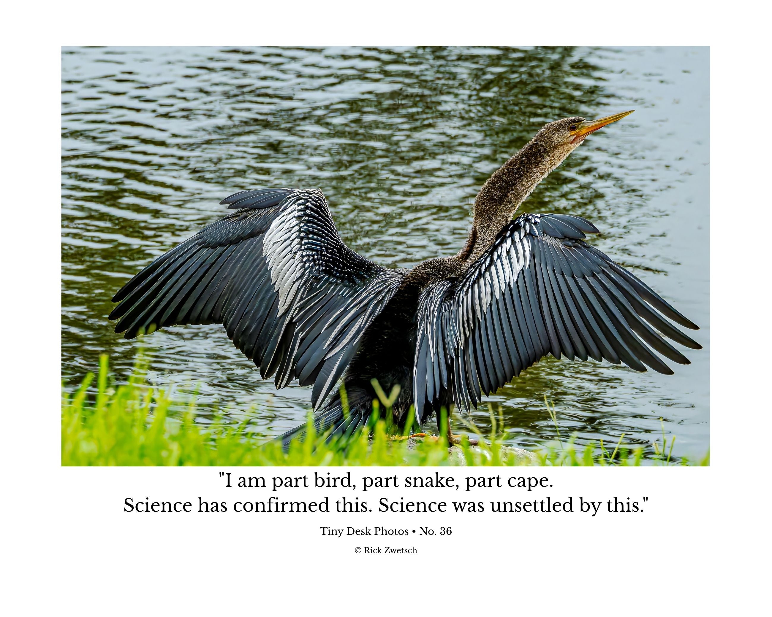 Anhinga Wings Spread Wildlife Photography Print | Tiny Desk Photos No. 36