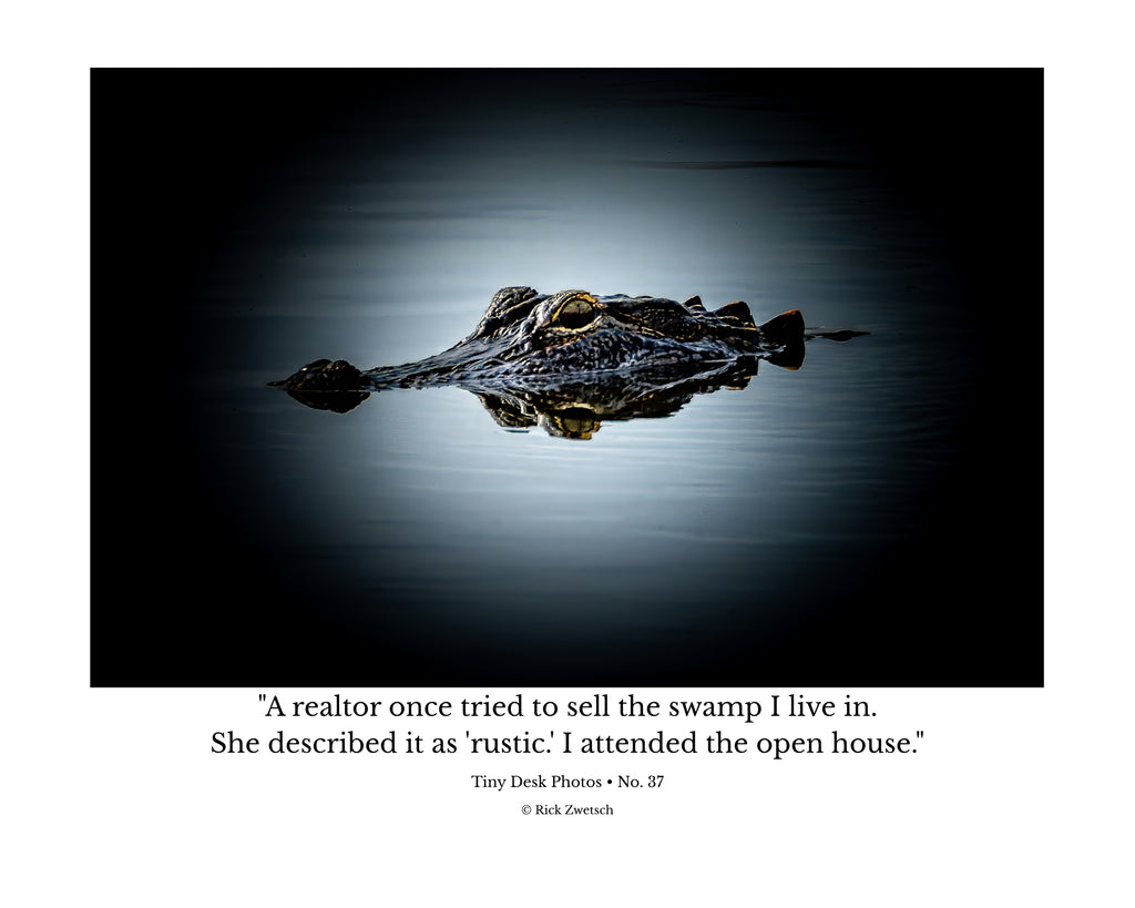American Alligator Head Above Water Wildlife Photography Print | Tiny Desk Photos No. 37