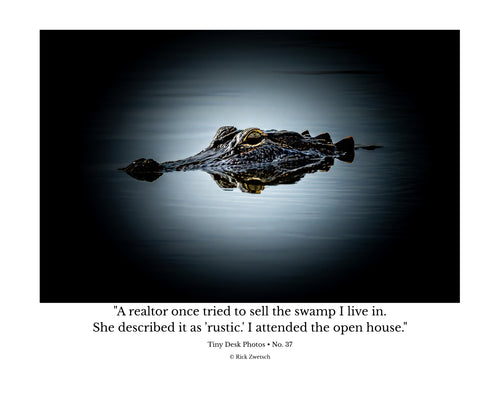American Alligator Head Above Water Wildlife Photography Print | Tiny Desk Photos No. 37