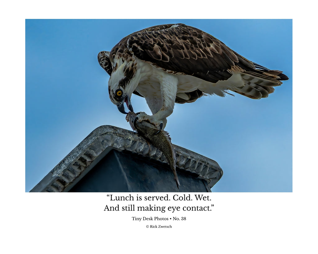 Osprey Catching Fish Wildlife Photography Print | Tiny Desk Photos No. 38
