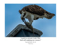 Osprey Catching Fish Wildlife Photography Print | Tiny Desk Photos No. 38