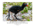 Common Gallinule Chick Wildlife Photography Print | Tiny Desk Photos No. 39