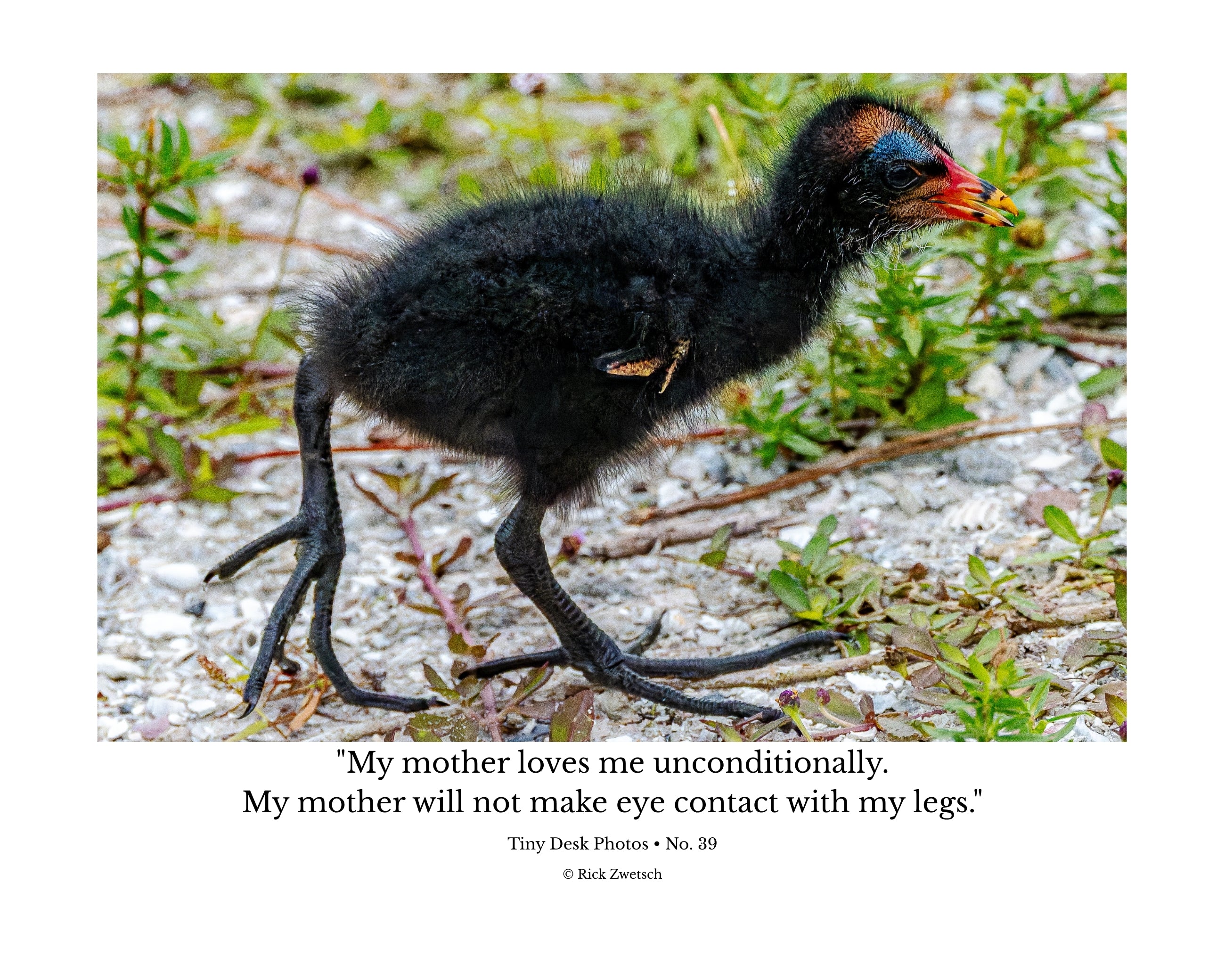 Common Gallinule Chick Wildlife Photography Print | Tiny Desk Photos No. 39