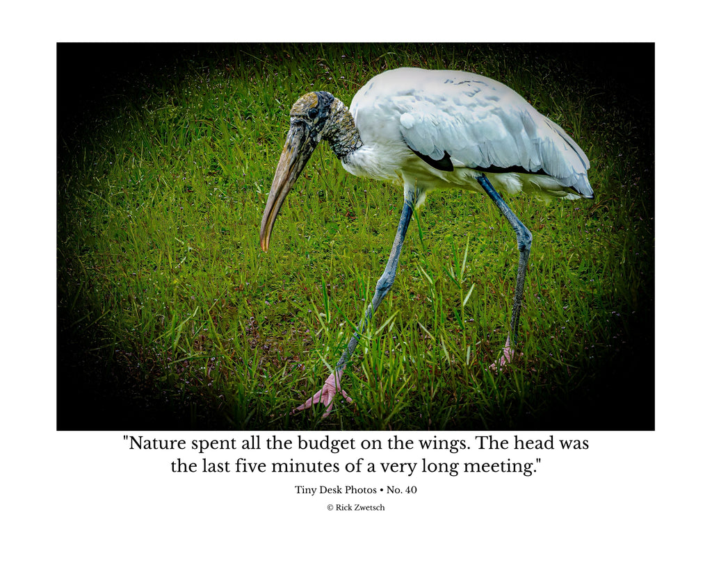 Wood Stork Foraging Wildlife Photography Print | Tiny Desk Photos No. 40