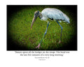 Wood Stork Foraging Wildlife Photography Print | Tiny Desk Photos No. 40