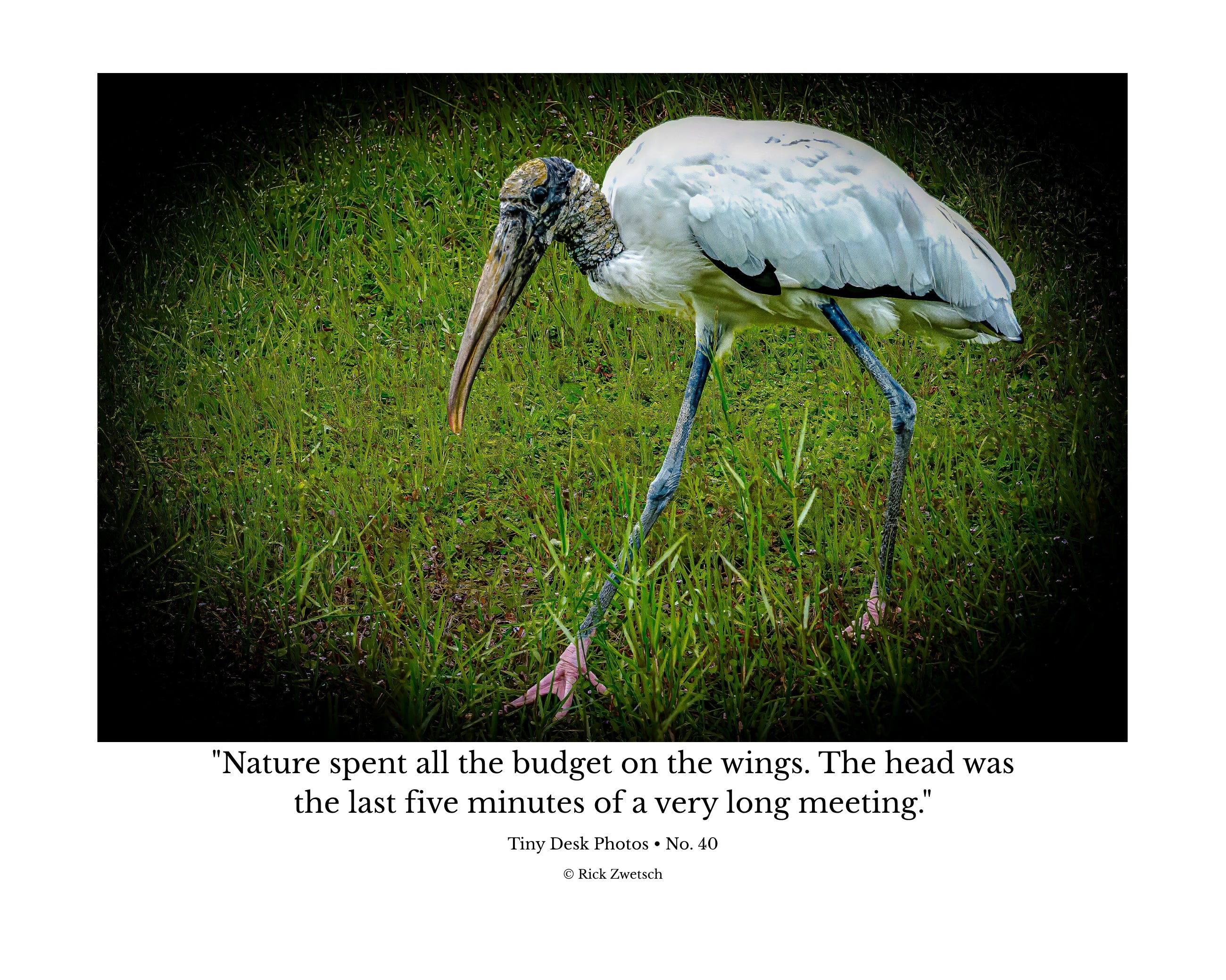 Wood Stork Foraging Wildlife Photography Print | Tiny Desk Photos No. 40