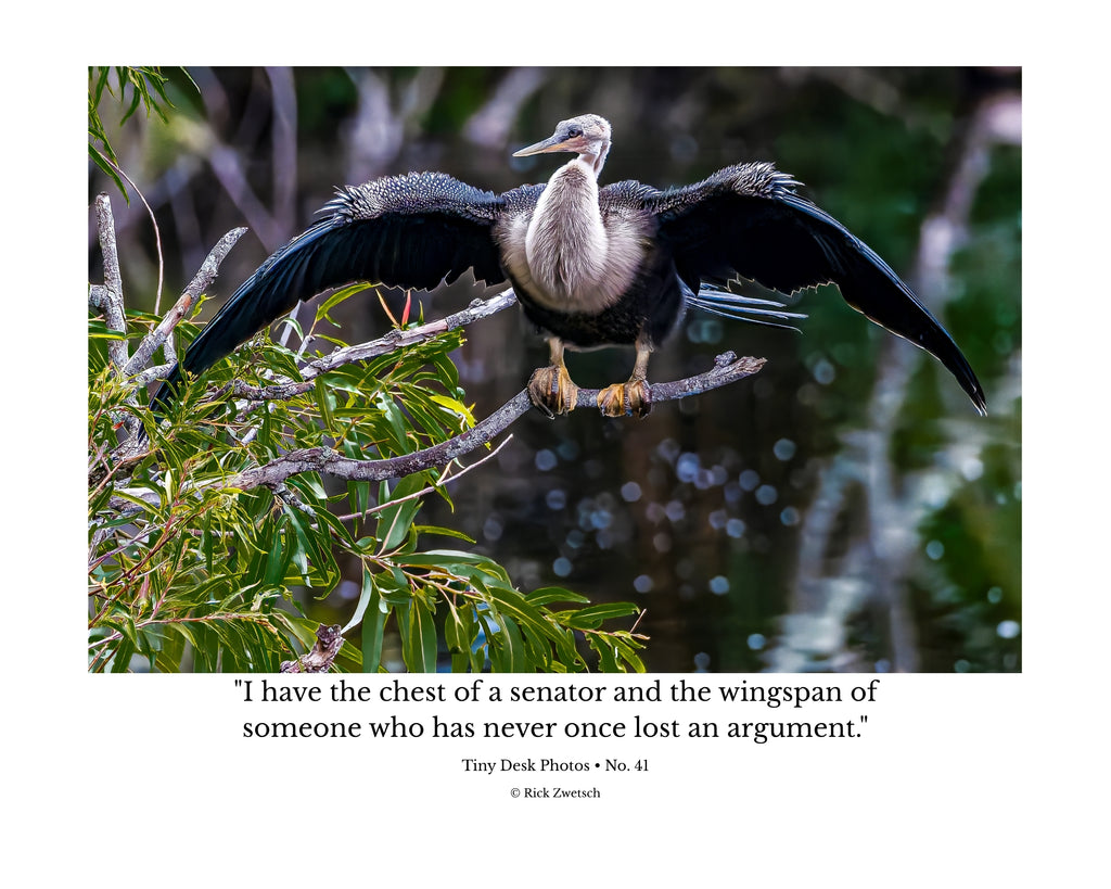 Anhinga Wings Outstretched Wildlife Photography Print | Tiny Desk Photos No. 41
