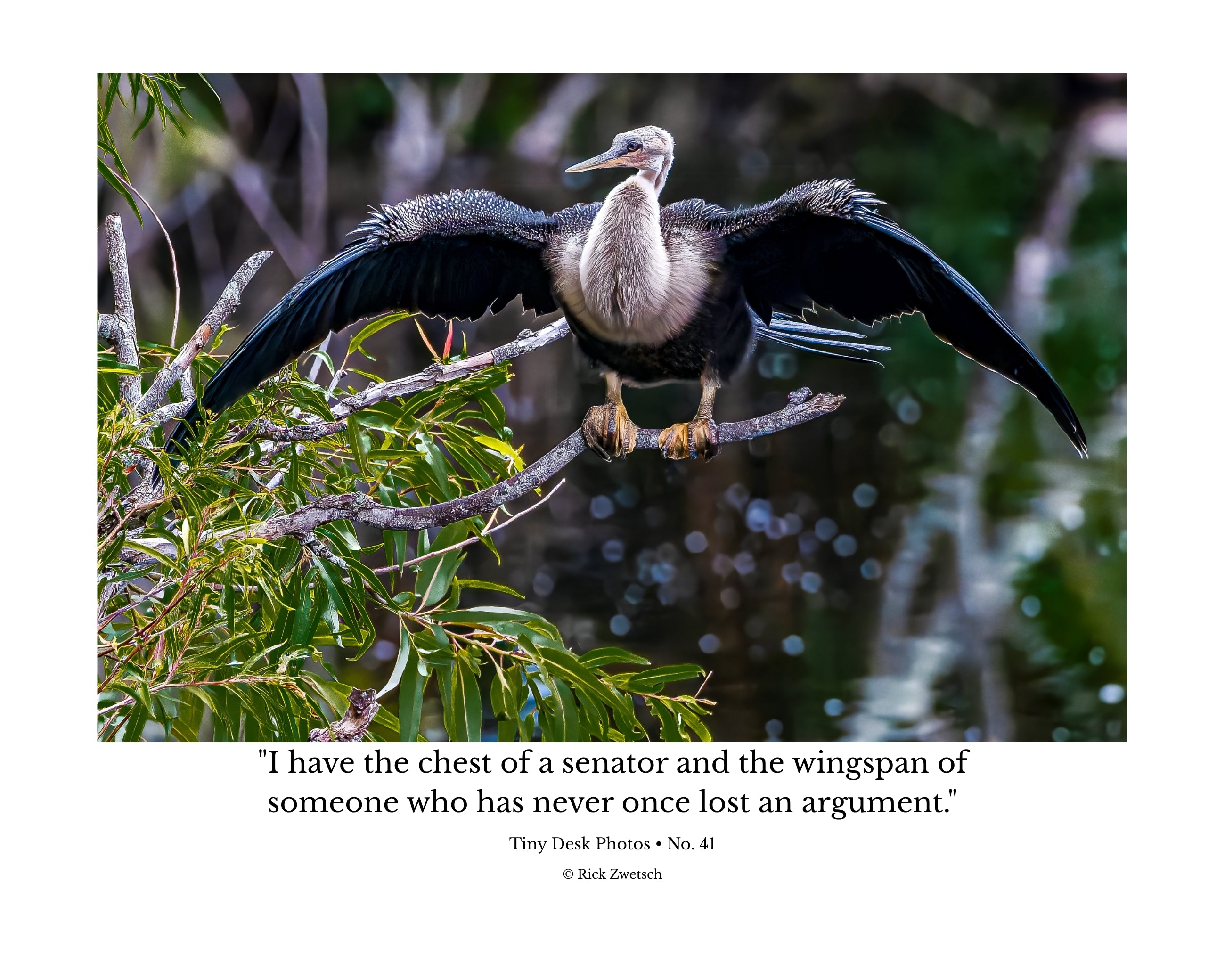 Anhinga Wings Outstretched Wildlife Photography Print | Tiny Desk Photos No. 41