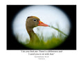 Black Bellied Whistling Duck Portrait Wildlife Photography Print | Tiny Desk Photos No. 42