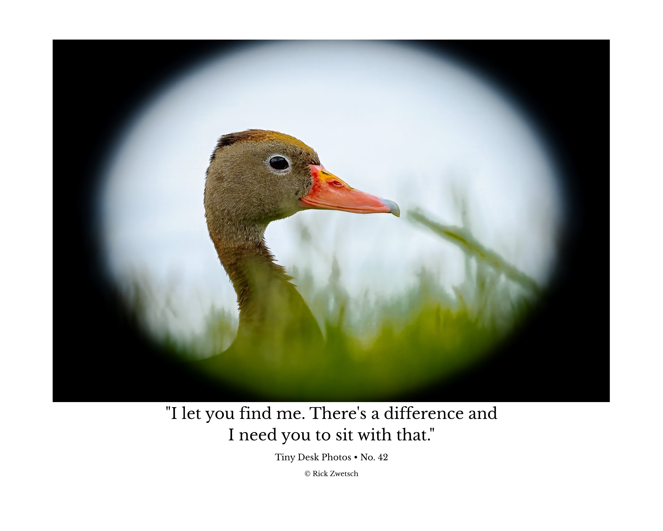 Black Bellied Whistling Duck Portrait Wildlife Photography Print | Tiny Desk Photos No. 42