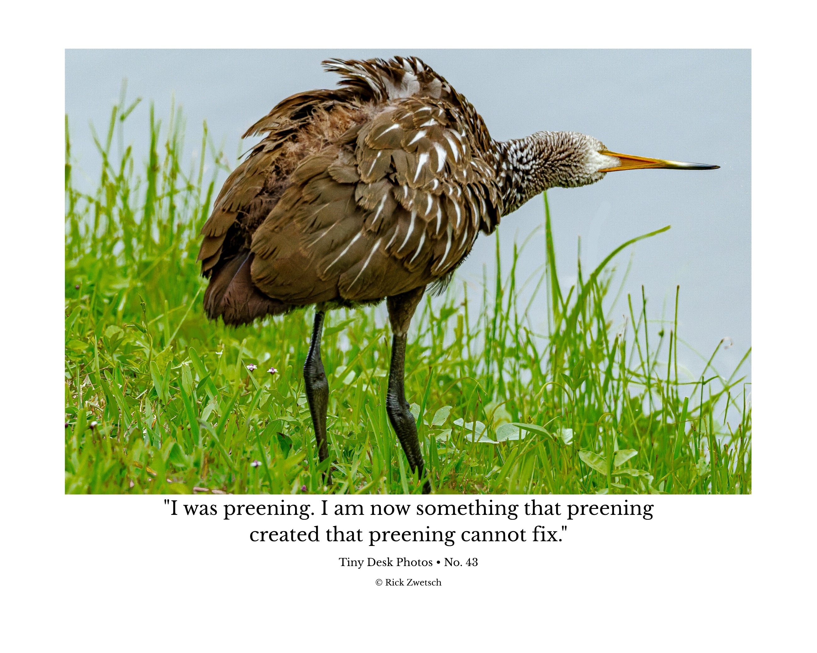 Limpkin Ruffled Feathers Wildlife Photography Print | Tiny Desk Photos No. 43