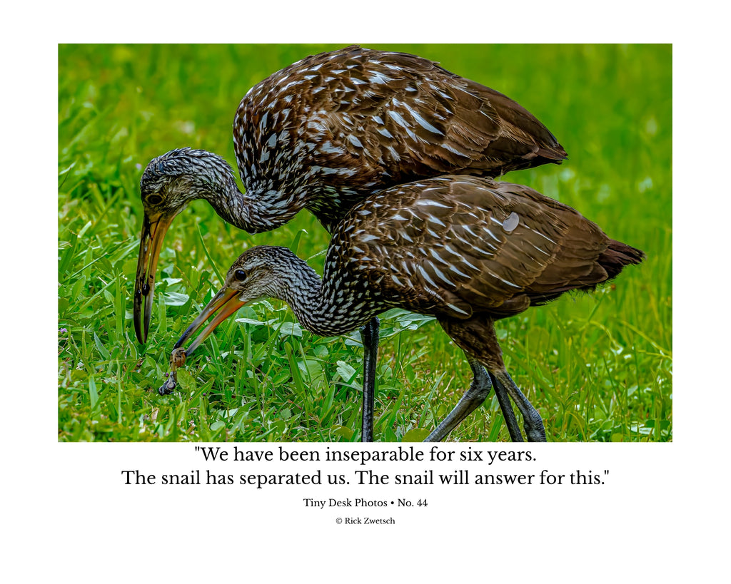 Limpkin Pair Feeding Wildlife Photography Print | Tiny Desk Photos No. 44