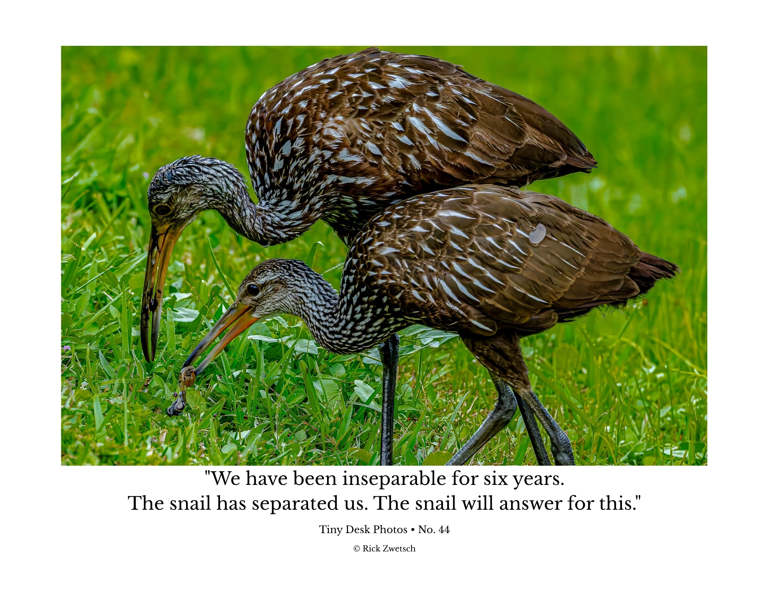 Limpkin Pair Feeding Wildlife Photography Print | Tiny Desk Photos No. 44
