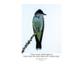 Eastern Kingbird Perched Wildlife Photography Print | Tiny Desk Photos No. 45