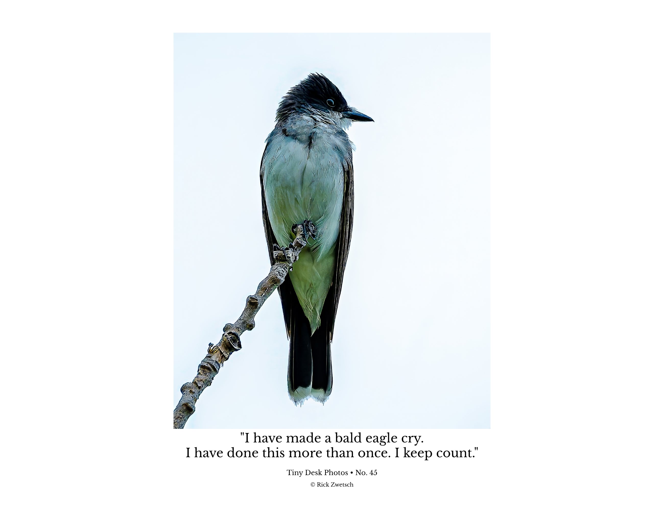 Eastern Kingbird Perched Wildlife Photography Print | Tiny Desk Photos No. 45
