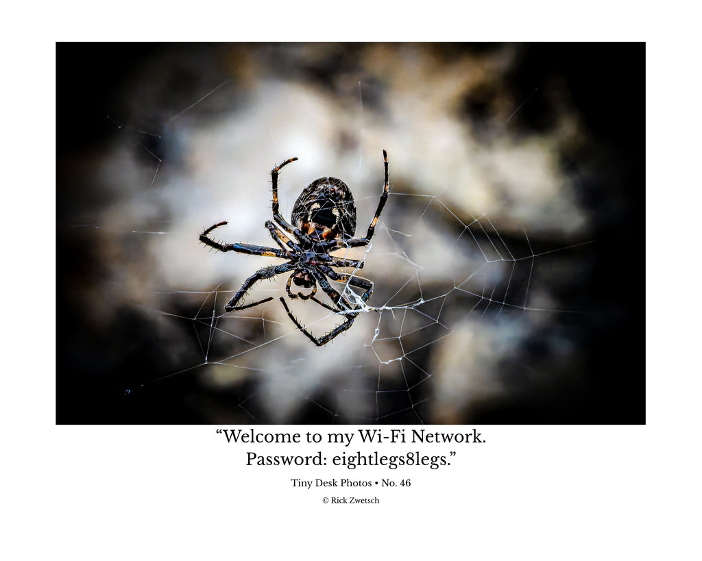 Orb Weaver Spider Web Wildlife Photography Print | Tiny Desk Photos No. 46