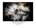 Orb Weaver Spider Web Wildlife Photography Print | Tiny Desk Photos No. 46
