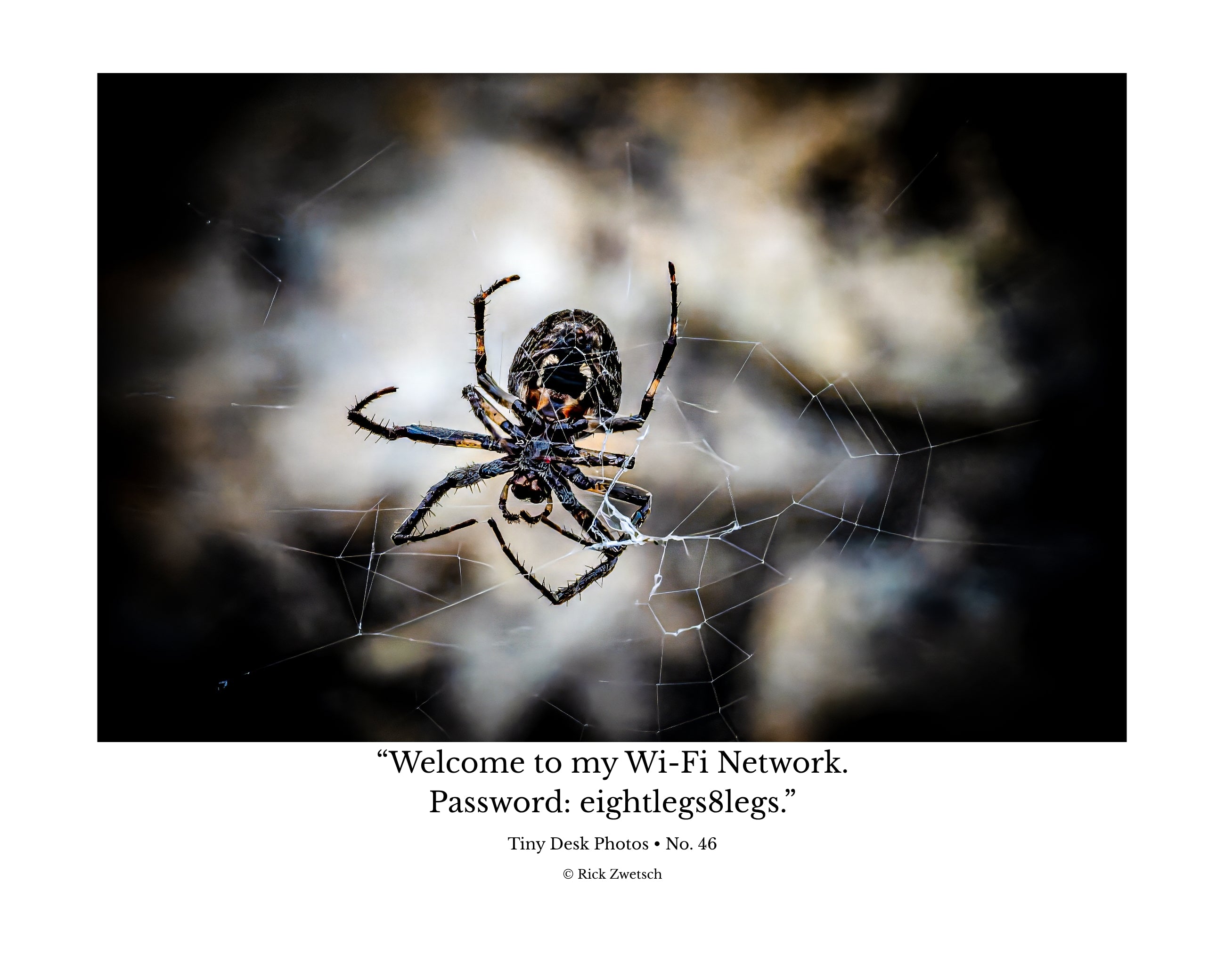 Orb Weaver Spider Web Wildlife Photography Print | Tiny Desk Photos No. 46
